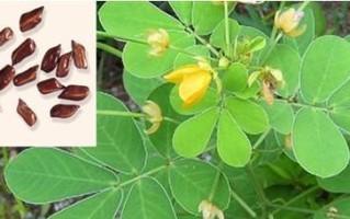 农村常见植物——决明子（决明子的种植、药用及营养价值）
