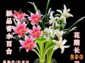 如何应对因香水百合而引来的虫子（防止虫子滋扰的实用方法）