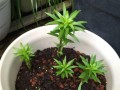 白荷花盆栽的养殖技巧（打造清新雅致的家居花园）