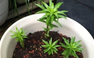 白荷花盆栽的养殖技巧（打造清新雅致的家居花园）