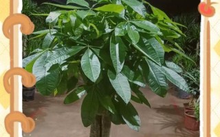 如何应对发财树树干断面小洞问题（解决发财树树干小洞的有效方法）