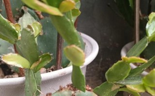仙人掌浇水的正确时间和方法（掌握浇水时间，让仙人掌健康生长）