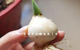 探秘郁金香生长的环境与特点（从土壤到花朵，解读郁金香的成长密码）