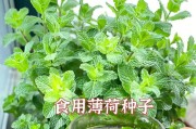 家里不能种薄荷的原因（了解薄荷的生长环境和栽培技巧）