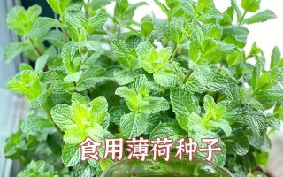 家里不能种薄荷的原因（了解薄荷的生长环境和栽培技巧）