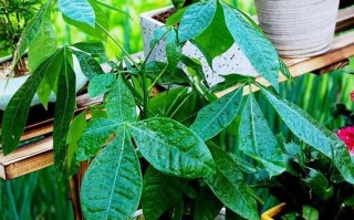 如何为发财树选择最好的肥料？（掌握发财树的肥料需求，让它健康成长）