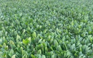 菠菜的种植与养护（从菠菜的类型、生长环境到种植技巧全面了解）