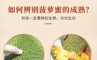 海南菠萝蜜成熟上市时间与品质分析