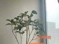 桂花一周不浇水怎么办？（如何保护桂花在没有水源的情况下生存？）