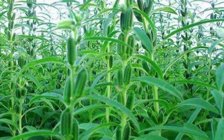蓖麻子底肥施用方法（打造优质农作物的有效途径）