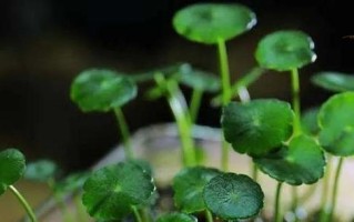 金钱草的养殖与繁殖技巧（探寻金钱草的种植秘密，助你成功养殖）