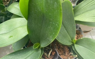 蝴蝶兰的灌溉——啤酒水的正确使用方法（掌握正确的浇水技巧，打造健康的蝴蝶兰）