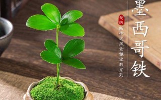 盆景花的养殖方法与技巧（打造室内盆景花的绿意世界）