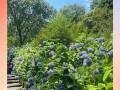 花种植指南（花种植技巧、生长环境与护理方法详解）