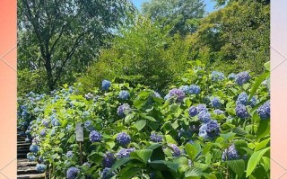 花种植指南（花种植技巧、生长环境与护理方法详解）
