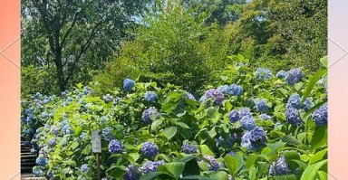 花种植指南(花种植技巧、生长环境与护理方法详解) 花种植指南(花种植技巧、生长环境与护理方法详解)