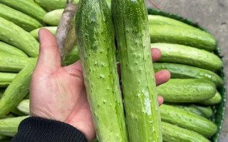 吃黄瓜需要去皮吗？（探讨黄瓜皮的营养价值与食用建议。）