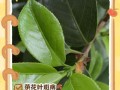 茶花如何处理死叶子？（关键步骤详解，让你的茶花保持健康美丽）