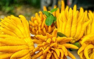揭秘佛手产地的神秘面纱（探究佛手果的起源和种植区域）