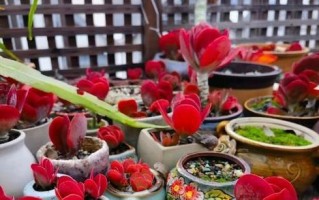 多肉冬天会冻死吗？——探究多肉在寒冷季节的安全过冬