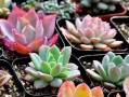 如何让马蹄莲在夏季度过安全？（夏季养护马蹄莲的小窍门）