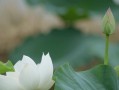 荷花池塘养鱼的技巧与方法（打造宜居池塘，畅养健康鱼儿）