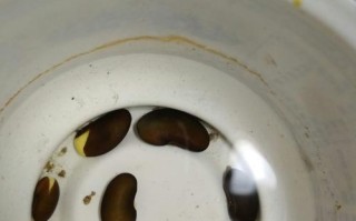 黑豆发芽的全过程（从浸泡到生长，了解黑豆的成长秘密）