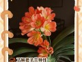 君子兰春天开花的养护技巧（打造春天花海，让君子兰绽放绚丽色彩）