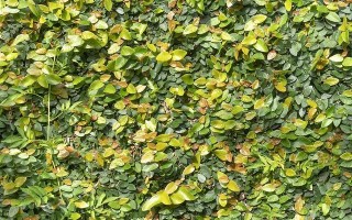 常青藤繁殖的方法与技巧（掌握关键步骤，培育您的常青藤花园）