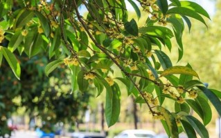 杨梅树的开花时间及注意事项（四月到六月是杨梅开花的黄金时间）