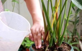 红掌的茶水浇水方法剖析（以茶水为基础的红掌养护指南）