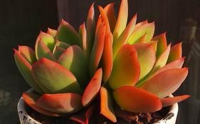 多肉绮罗的养殖方法与注意事项（打造迷人的多肉花园，从绮罗开始）