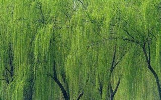 在家门口种柳树，创造美好生活（从柳树到美好生活，培育绿色家园）