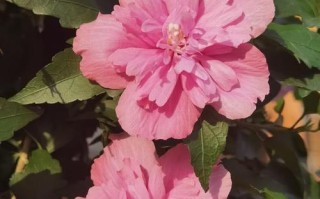 木槿花期——开花到凋谢的全过程（花期长短与关键期间、开花规律与催花方法、凋谢原因和处理方法）