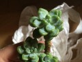 夏天劳尔上盆的技巧与注意事项（让你的夏天劳尔变得更美丽健康）