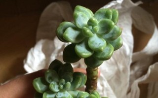 夏天劳尔上盆的技巧与注意事项（让你的夏天劳尔变得更美丽健康）