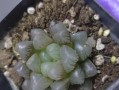 玉露的浇水方法与技巧（如何正确地给玉露浇水？玉露的浇水关键是什么？）