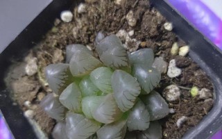 玉露的浇水方法与技巧（如何正确地给玉露浇水？玉露的浇水关键是什么？）