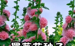 种植花草种子的步骤与技巧（从花草种子到绚丽花海，你需要了解的全部知识）