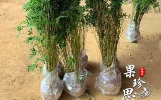 凤尾竹的风水之道（寓意深厚的凤尾竹，摆放位置如此重要）