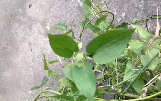 探秘藤蔓植物的世界（品种繁多，形态各异，缤纷多彩，惊艳无比）
