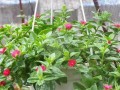 挑战吊兰开花，教你正确养护吊兰（吊兰的开花方式及养护技巧）