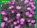 荷兰菊花的生长周期及花期（探寻荷兰菊花的成长秘密，了解它的美丽花期）
