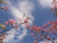 探索异木棉生长的控制方法（保持异木棉生长的合理性与美观度）