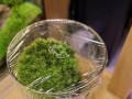 培育以苔藓为主的榕树盆景（苔藓之美，榕树之灵——打造独特而生机勃勃的盆景艺术）