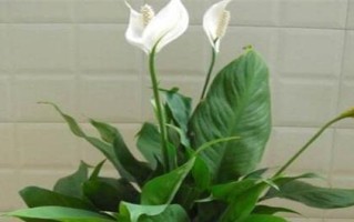 白掌的样子和特点（了解白掌，认识植物世界的美妙）