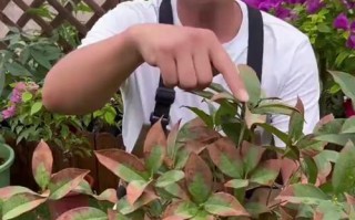 桂花叶子卷了？来了解一下桂花叶卷病的原因与防治方法