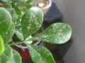 米兰花常见病治疗全解析（掌握这些关键方法，让你的米兰花健康茁壮成长）