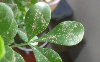 米兰花常见病治疗全解析（掌握这些关键方法，让你的米兰花健康茁壮成长）