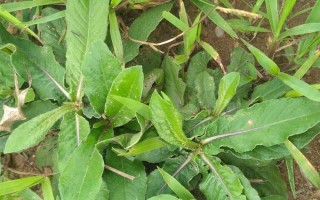 苦株草（探寻苦株草的外形、生态特点和药用价值）